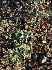 Acleisanthes chenopodioides