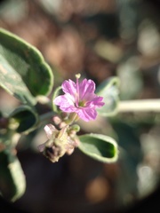 Acleisanthes chenopodioides