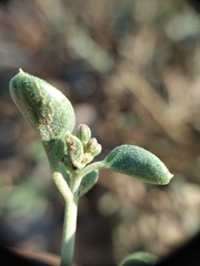 Acleisanthes chenopodioides