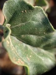 Acleisanthes chenopodioides