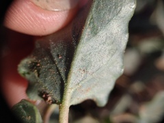 Acleisanthes chenopodioides