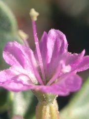 Acleisanthes chenopodioides