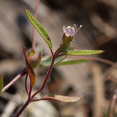Trichostema simulatum