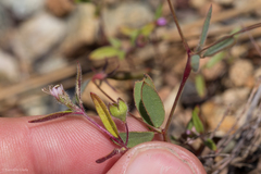 Trichostema simulatum
