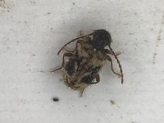 Ptinus texanus