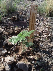 Hedosyne ambrosiifolia