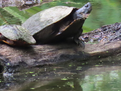 Pseudemys rubriventris