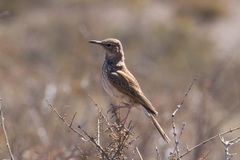 Certhilauda subcoronata