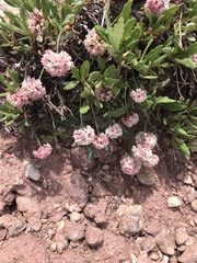 Eriogonum coloradense