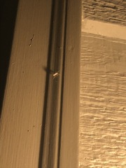 Eburia quadrigeminata