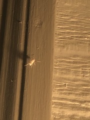 Eburia quadrigeminata