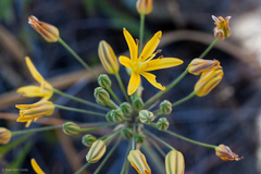 Bloomeria crocea
