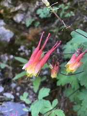 Aquilegia elegantula