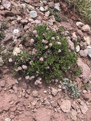 Eriogonum coloradense