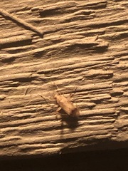 Eburia quadrigeminata