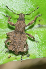 Lyperobates