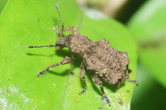 Lyperobates