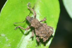Lyperobates