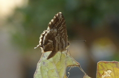 Cacyreus marshalli