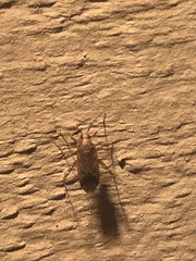 Eburia quadrigeminata