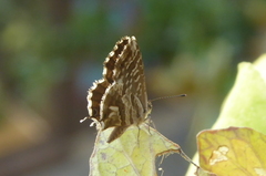 Cacyreus marshalli