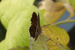 Cacyreus marshalli