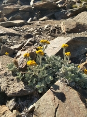 Jacobaea leucophylla