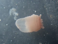 Peachia quinquecapitata