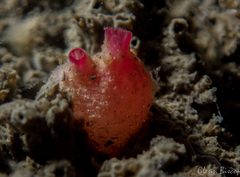 Dendrodoa grossularia