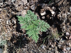 Hedosyne ambrosiifolia