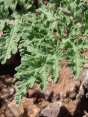 Hedosyne ambrosiifolia