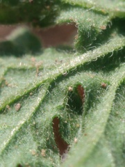 Hedosyne ambrosiifolia