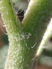 Hedosyne ambrosiifolia