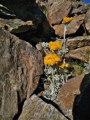 Jacobaea leucophylla