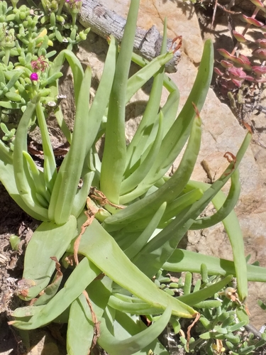 Bulbine alooides