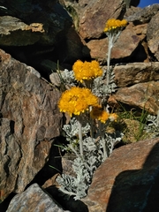 Jacobaea leucophylla