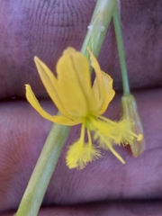 Bulbine latifolia