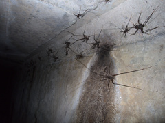 Pachyrhamma acanthocerum