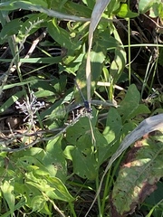 Erythrodiplax berenice