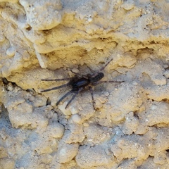 Segestria florentina