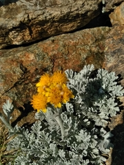 Jacobaea leucophylla