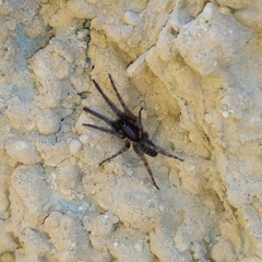 Segestria florentina