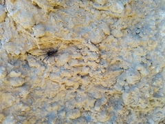 Segestria florentina