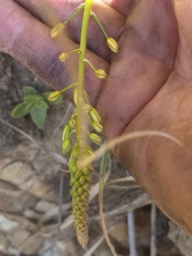 Bulbine alooides