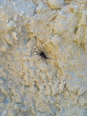 Segestria florentina