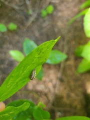 Lapposyrphus