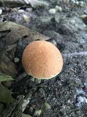 Boletus harrisonii