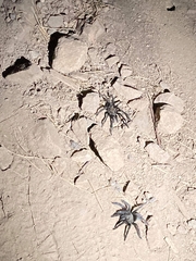 Aphonopelma steindachneri