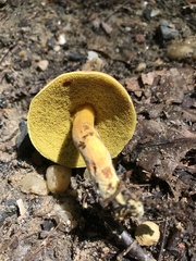 Boletus harrisonii