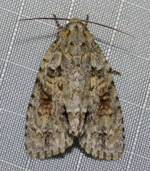 Acronicta exilis